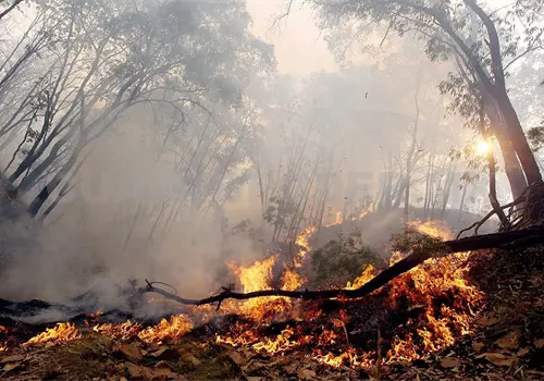 Se han documentado casi 5 mil hect&aacute;reas quemadas