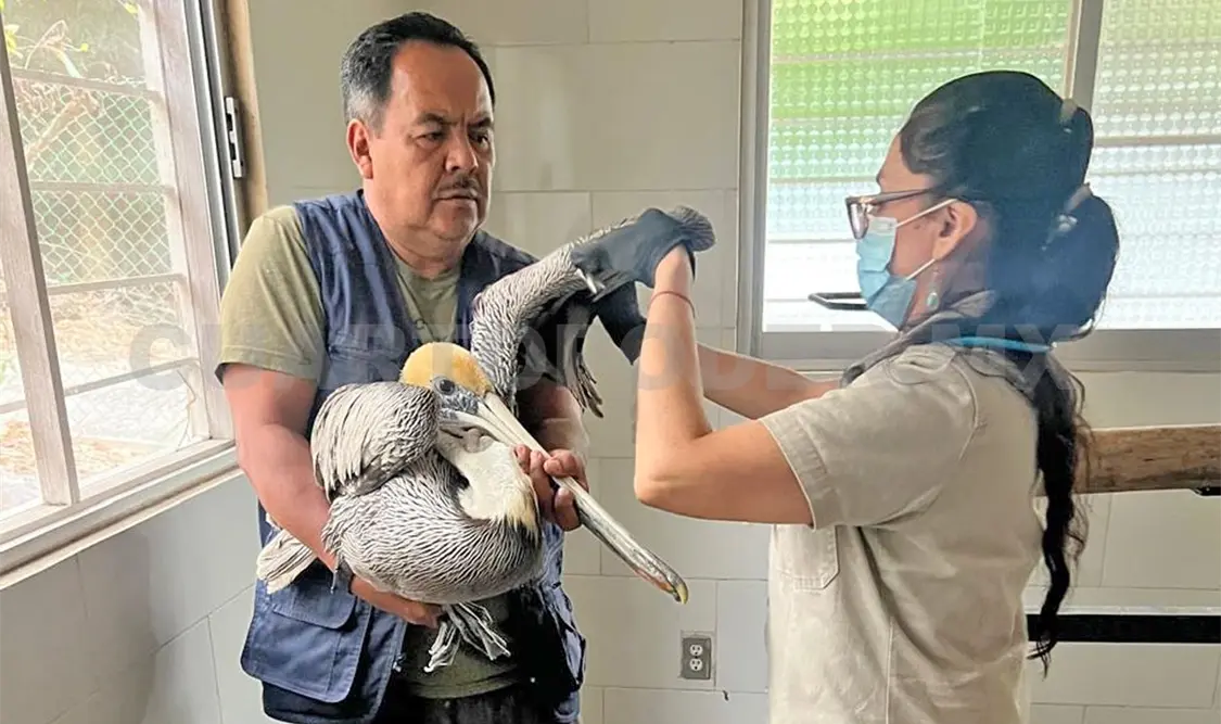 La Profepa abrió un expediente de investigación para atender cualquier responsabilidad en la intervención de los pelicanos. CP