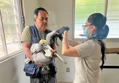 Pelícanos, perdidos por calentamiento global Pelícanos, perdidos por calentamiento global