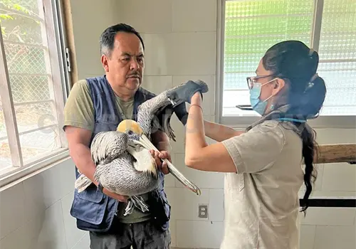 Pel&iacute;canos, perdidos por calentamiento global