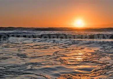 Analizan moluscos para evitar riesgos Analizan moluscos para evitar riesgos