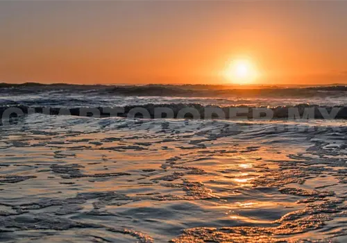 Analizan moluscos para evitar riesgos