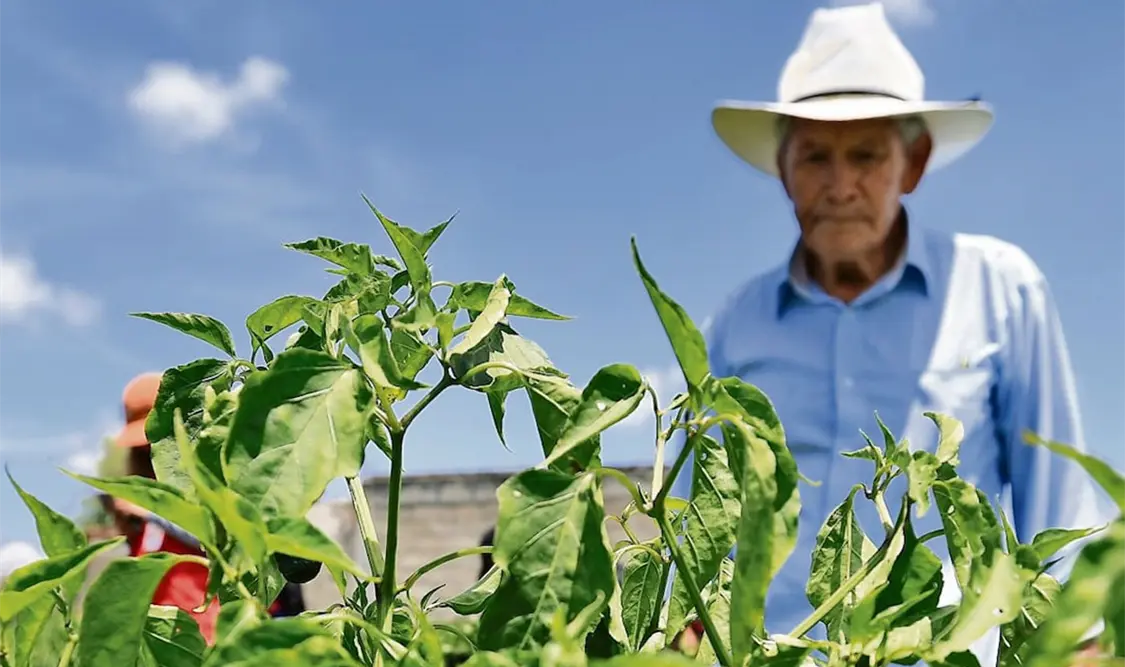 México importa más granos y oleaginosas