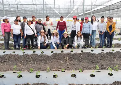 Trasplantar&aacute;n 29 mil plantas de chile habanero