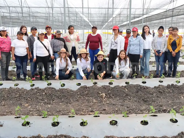 Trasplantar&aacute;n 29 mil plantas de chile habanero