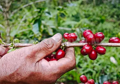 Caf&eacute;, la nueva econom&iacute;a de sustento estatal