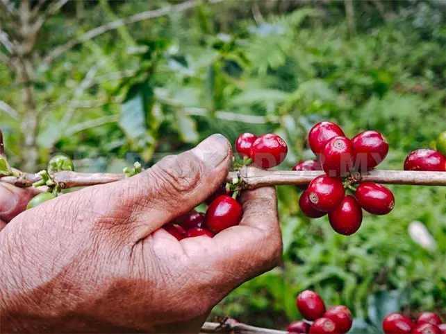 Caf&eacute;, la nueva econom&iacute;a de sustento estatal