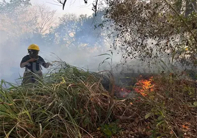 Recientes lluvias, un blindaje natural contra incendios
