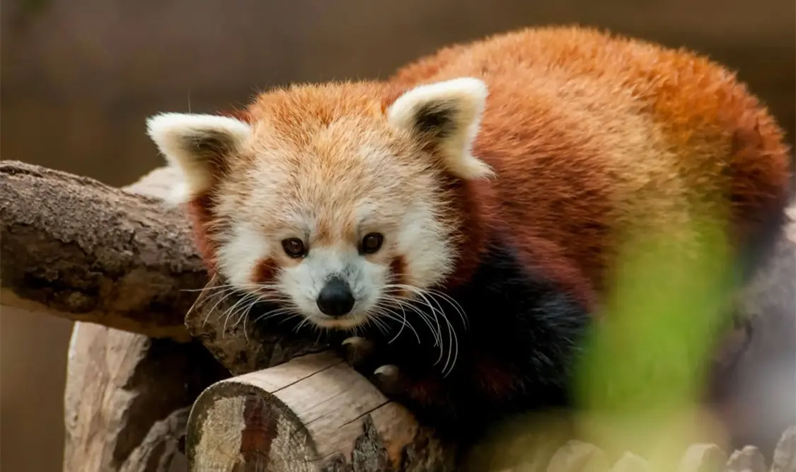 El guardián de los bosques asiáticos