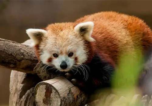 El guardián de los bosques asiáticos El guardián de los bosques asiáticos