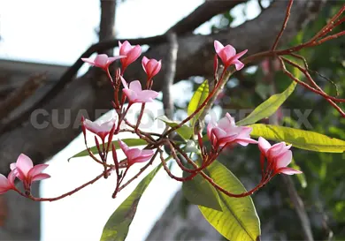 Proponen alternativas para reforestar banquetas