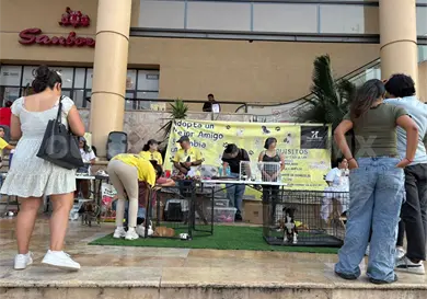 Realizan jornada de adopci&oacute;n de mascotas