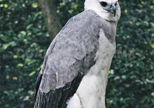 Regres&oacute; el &aacute;guila arp&iacute;a al ZooMAT