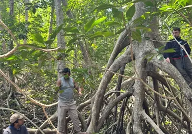 Azolvamiento afecta sistemas lagunares Azolvamiento afecta sistemas lagunares