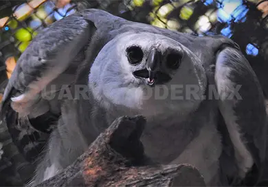 Inician gestiones para traer 2.ª águila arpía Inician gestiones para traer 2.ª águila arpía