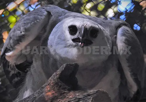 Inician gestiones para traer 2.ª águila arpía Inician gestiones para traer 2.ª águila arpía