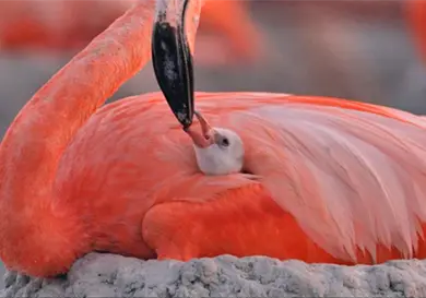 Estrenan documental Flamingos Estrenan documental Flamingos