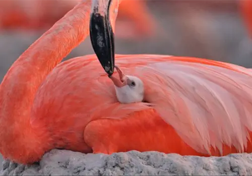 Estrenan documental Flamingos Estrenan documental Flamingos
