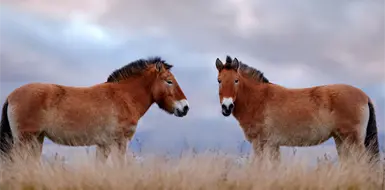 Los caballos pueden oler el miedo Los caballos pueden oler el miedo