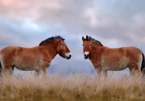 Los caballos pueden oler el miedo Los caballos pueden oler el miedo