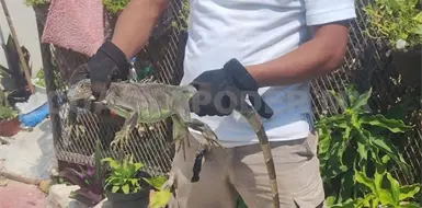Rescatan iguana dentro de vivienda