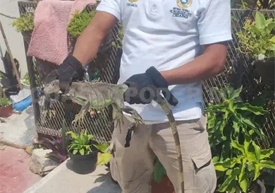 Rescatan iguana dentro de vivienda Rescatan iguana dentro de vivienda