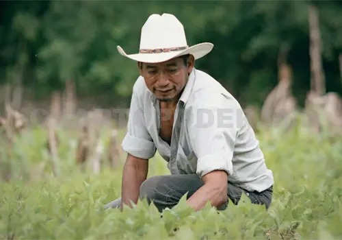 Violencia afectó a Sembrando Vida Violencia afectó a Sembrando Vida