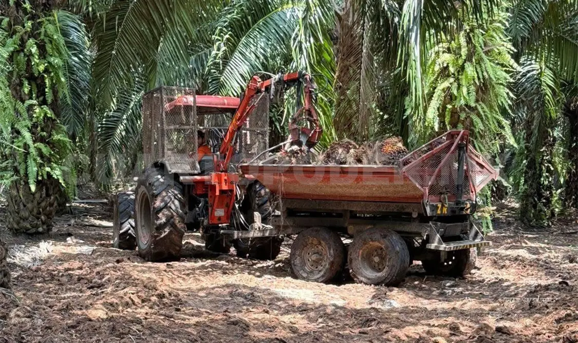 En Chiapas, la palma de aceite se desarrolla en cuatro regiones, con presencia en 24 municipios. CP
