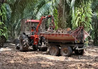 Buscan rescatar la Palma de Aceite Buscan rescatar la Palma de Aceite
