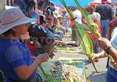 Palmas, tradici&oacute;n que llena las calles de la ciudad