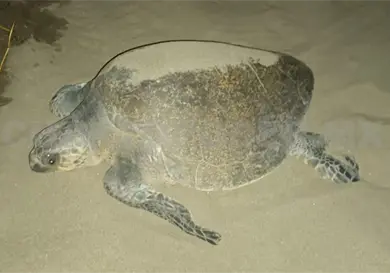 Por anidaci&oacute;n de tortugas aplican operativo