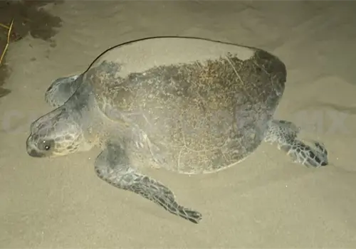 Por anidaci&oacute;n de tortugas aplican operativo