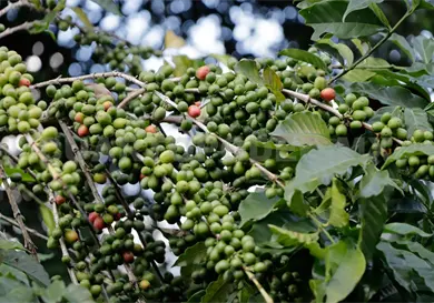 Procesos, la clave de un buen caf&eacute;