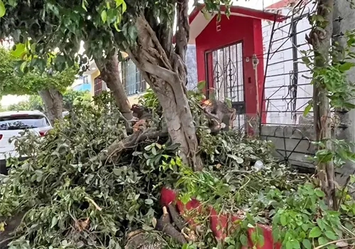 Denuncian derribo de &aacute;rbol adulto en Laguitos