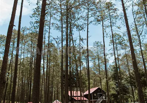 Bosques est&aacute;n perdiendo diversidad: Ecosur