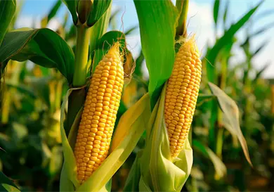 Niveles r&eacute;cord en granos, provoca sobreoferta