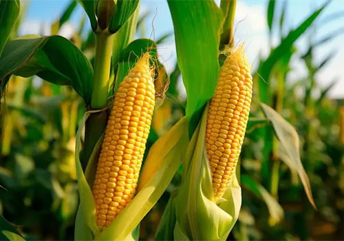 Niveles récord en granos, provoca sobreoferta Niveles récord en granos, provoca sobreoferta