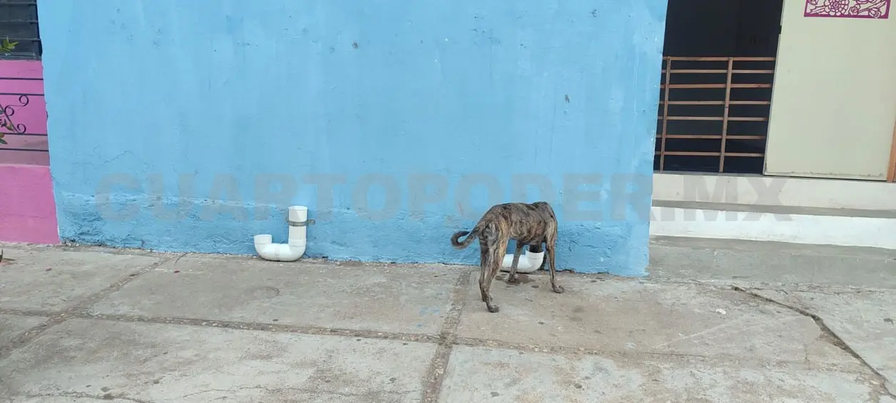 Alrededor de 60 perros en situación de calle recorren largas distancias en Puerto Arista. CP