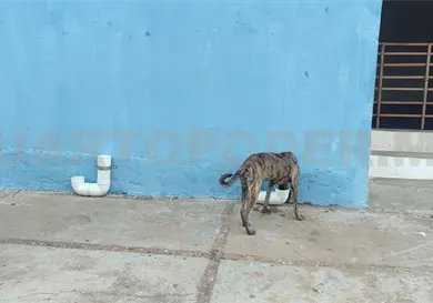 Piden dar agua a animales en situación de calle Piden dar agua a animales en situación de calle