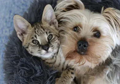 Ahora puedes clonar a tu mascota