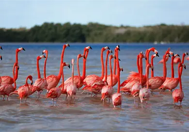 Refuerzan la protección del flamenco en reserva Refuerzan la protección del flamenco en reserva