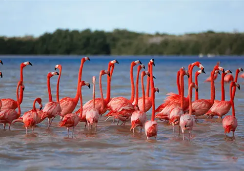 Refuerzan la protecci&oacute;n del flamenco en reserva