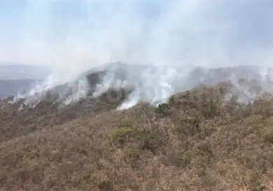 Afectan siniestros gravemente a fauna silvestre del estado Afectan siniestros gravemente a fauna silvestre del estado