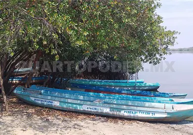 Afecta manglares plaga de chapulines