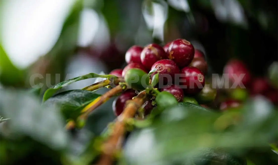 Las zonas aptas para el cultivo se reducirán debido a un clima cada vez más cálido y seco. Diego Pérez / CP
