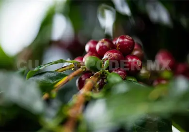 Amenaza crisis clim&aacute;tica a cafetales en Chiapas