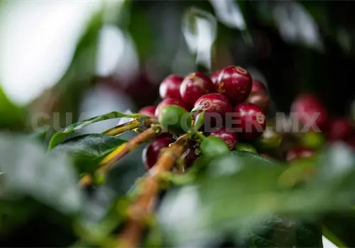 Amenaza crisis climática a cafetales en Chiapas Amenaza crisis climática a cafetales en Chiapas