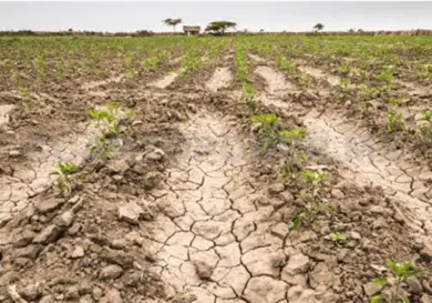 Ocosingo y Palenque presentan sequ&iacute;a anormal