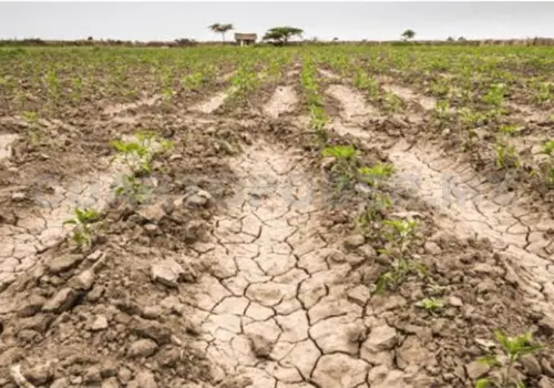 Ocosingo y Palenque presentan sequía anormal Ocosingo y Palenque presentan sequía anormal