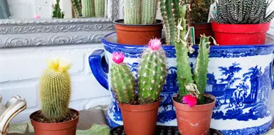 C&oacute;mo colocar las plantas en casa